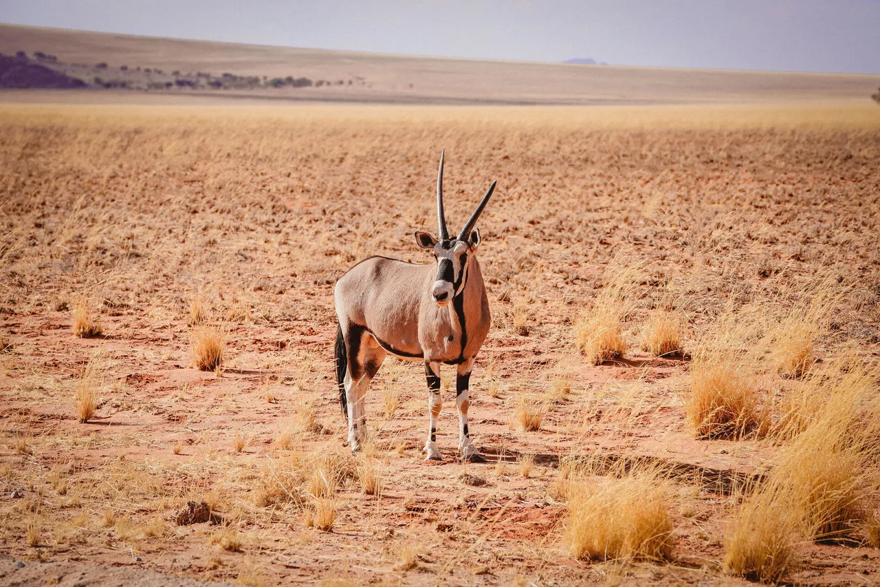 Oryx