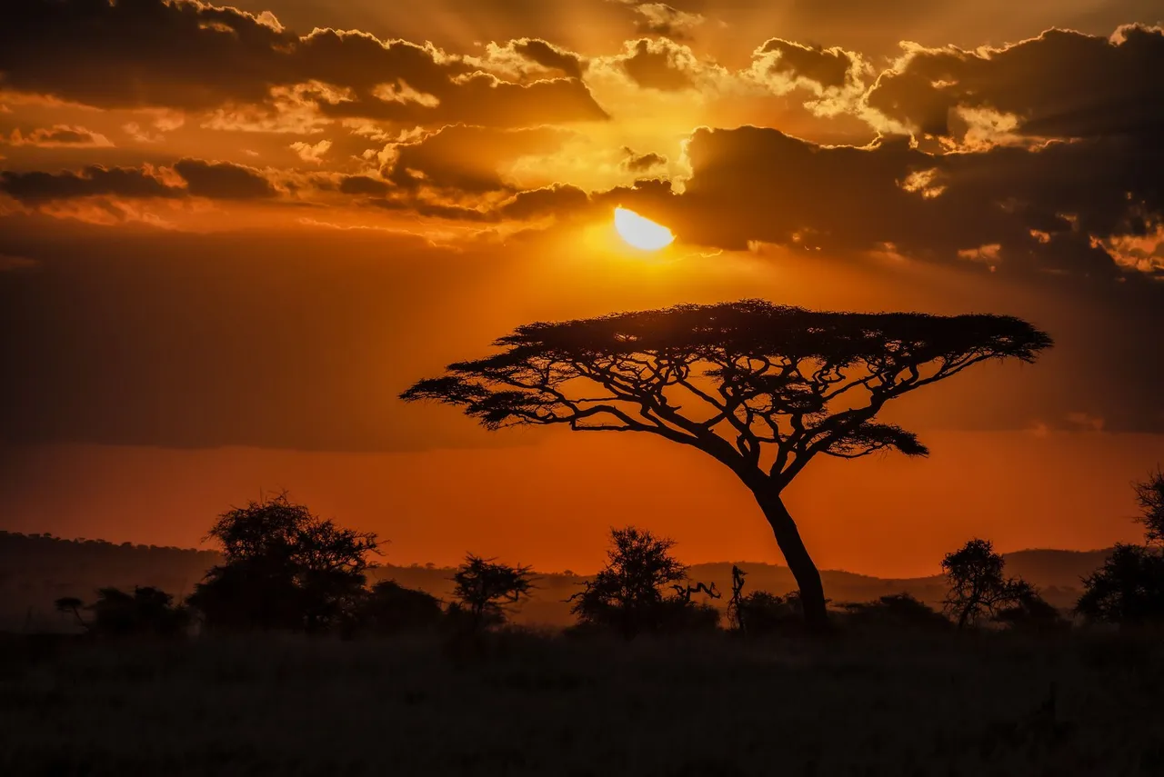 Savanna plains at sunset